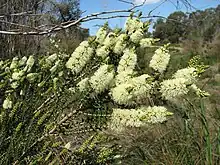 M. squarrosa in Langwarrin Flora and Fauna Reserve