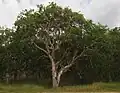 Habitat near Canal Creek, Queensland