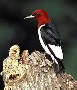 Red-headed woodpecker