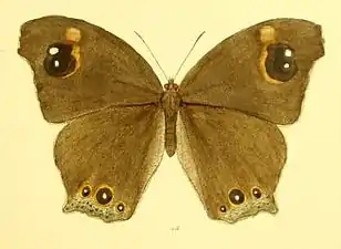 Dorsal view