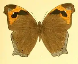 Dorsal view