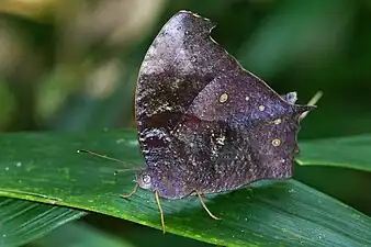 Ventral view (dry-season form)