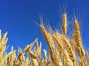 Right before harvest