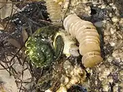 Melongena corona laying eggs.