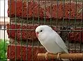 Albino hen