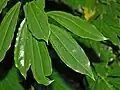 Leaves of Cocculus laurifolius