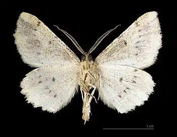 male specimen, ventral side