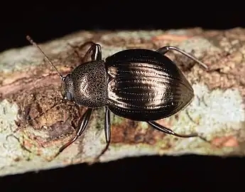 Meracantha contracta