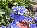 Alpine bluebells (Mertensia alpina)