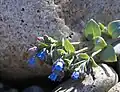 Oysterplant (Mertensia maritima)