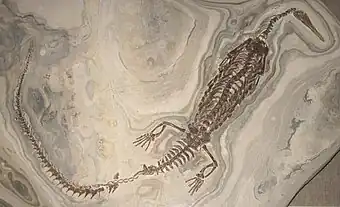 Fossil from Brazil