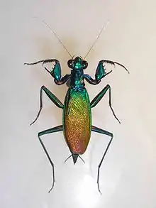 Metallyticus splendidus