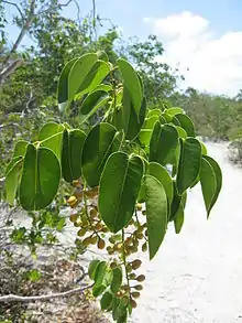 Papayo(Metopium toxiferum)