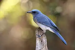 Mexican jay