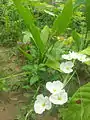 Mexican Sword-Plant Flowers in Bangladesh