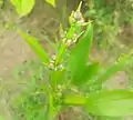 Mexican sword flower buds