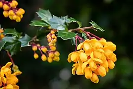 Close-up of flowers