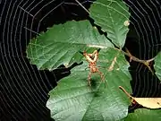 Micrathena sagittata and web, Gadsden Co. Florida.