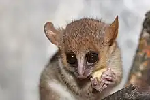 A tiny mouse lemur holds a cut piece of fruit in its hands and eats