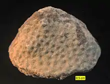 The scleractinian coral Microsolena from the Matmor Formation, Middle Jurassic, southern Israel