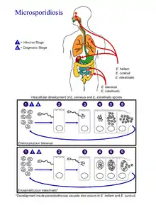 Figure showing stage in which sporoplasm is injected into host cells via polar tube.