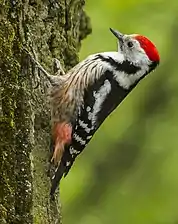 Middle spotted woodpecker