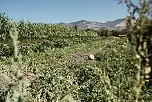 Organic farming at Midland School in Los Olivos, CA