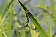 In copula/mating