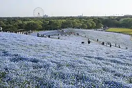 Nemophila in spring in Hitachi Seaside Park