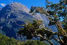 Rocky mountain covered in forest, with part of a tree in the foreground infringing the view