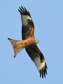 Red kite