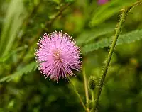 Mimosa pudica, touch-me-not