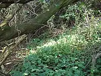 Isoglossa woodii and a young Dracaena aletriformis in the shelter of a Mimusops caffra.