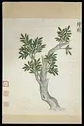 Ming dynasty depiction