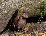 A mink, near Fish Creek