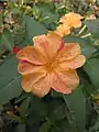 Mirabilis jalapa