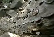 Wish tree with coins hammered into the trunk at High Force, in Teesdale, England