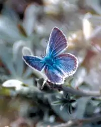 Mission blue butterfly