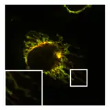 Normal, tubular morphology of mitochondria in a HeLa cell in which the fission mediator DRP1 has been knocked out. Overlay image of mitochondrial matrix (green) and OMM (red).