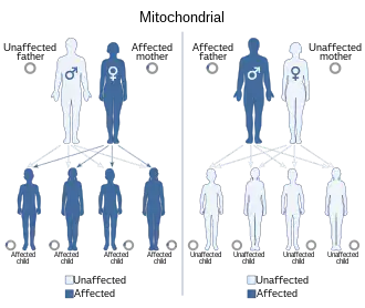 Unaffected mother and affected father leads to all unaffected children, affected mother and unaffected father leads to all affected children