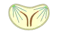 closed  intranuclear  pleuromitosis