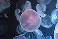 Moon jellyfish