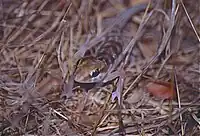 Front facing specimen at Kirindy Forest