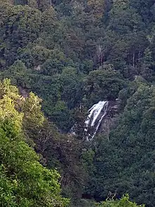 Dense forest with a waterfall