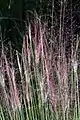 Purple moor-grass