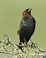 Brown-headed cowbird