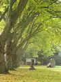 ... Heinz Breloh, Friedrich Gräsel and Hannes Forster under 100-year-old plane trees