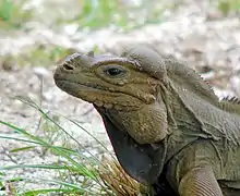 Mona ground iguana