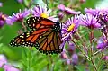 Danaus plexippus on Asterales