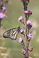 Monarch butterfly on Liatris aspera, North Dakota, USA.